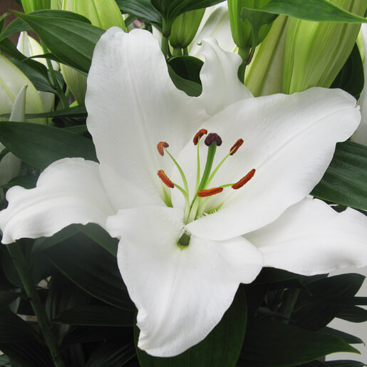 Collection Types Lilies - Green Valley Floral